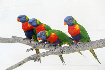 Group of four colorful little lorikeet parrots. wild tropical animals birds sitting on tree 