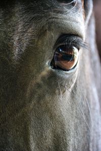 Close-up of horse eye