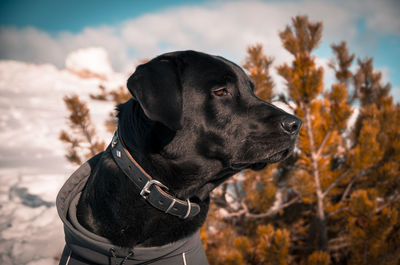 Black dog looking away