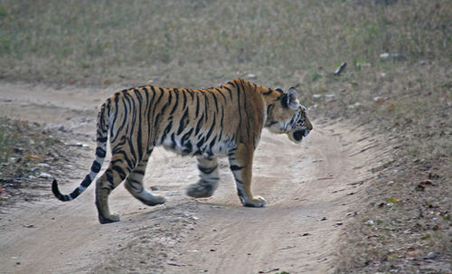 Tiger walking