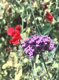 Close-up of purple flowers blooming outdoors
