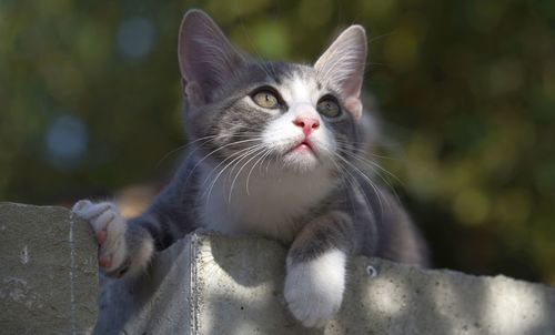 Close-up portrait of cat