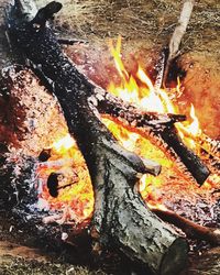 Close-up of bonfire on tree trunk