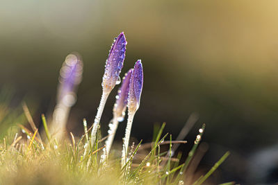 Close-up of wet purple flower on field
