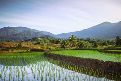 Natural scenery of indonesian rice fields in the morning with rice terraces and mountains