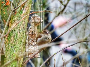 Close-up of bird on branch