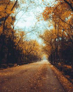 Road amidst trees during autumn