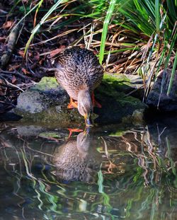 High angle view of duck swimming in lake