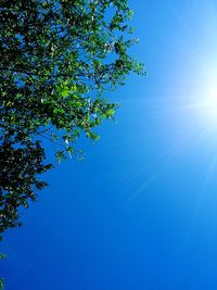 Low angle view of tree against clear blue sky