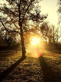 Sun shining through trees