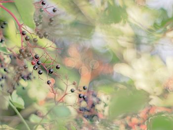 Close-up of plant