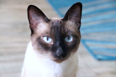 Siamese cat