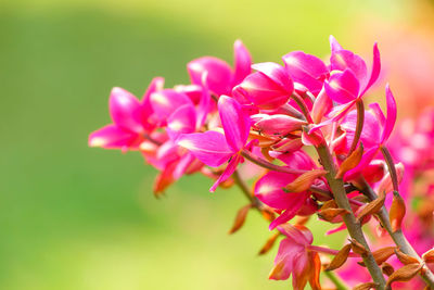 Close-up of pink orchids blooming in park