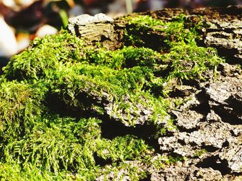 Close-up of plants