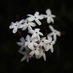 Close-up of white flowers blooming outdoors