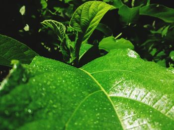 Close-up of raindrops on leaves