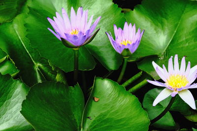 Close-up of lotus water lily