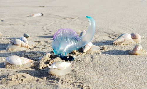 Close-up of seashells on beach