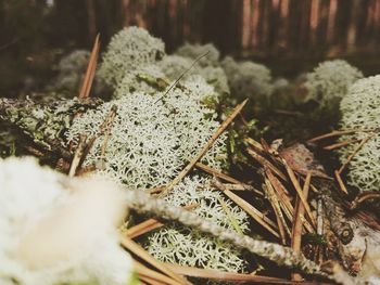 nature