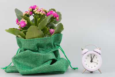 Close-up of pink flowers on table against white background