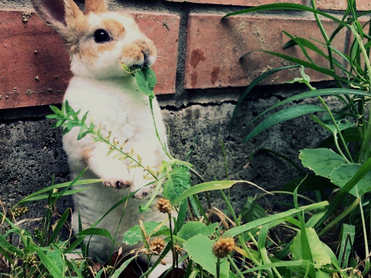 CLOSE-UP OF CAT STANDING BY PLANTS