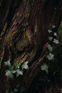 Close-up of mushroom growing on tree trunk