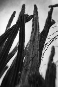 Close-up of stalks against blurred background