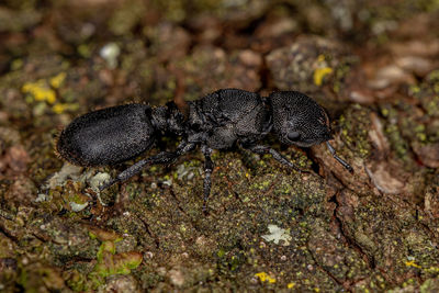 Close-up of insect