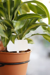 Close-up of potted plant