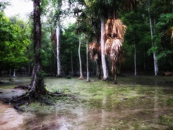 Trees in forest