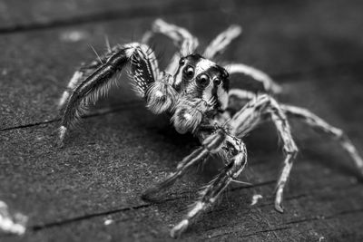 Close-up of spider