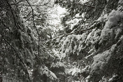 Low angle view of trees in forest