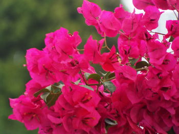 Close-up of pink flowers blooming outdoors