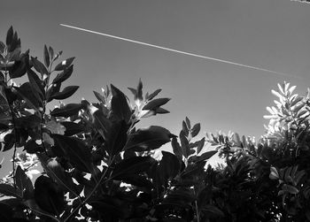 View of sky with vapor trail under trees 