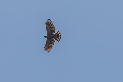 Low angle view of eagle flying against clear blue sky