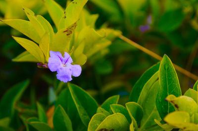 Close-up of purple flowering plant