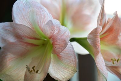 Close-up of red lily