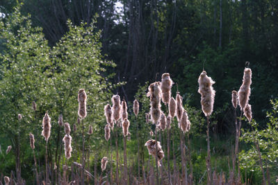 View of flowers growing in forest