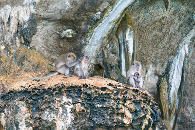 Low angle view of monkey on rock