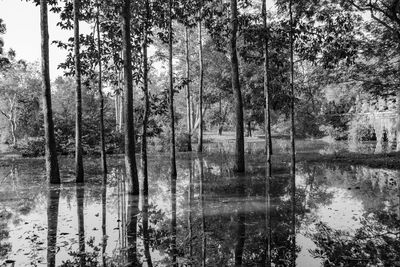 Reflection of trees in lake