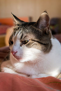 Close-up of a cat looking away