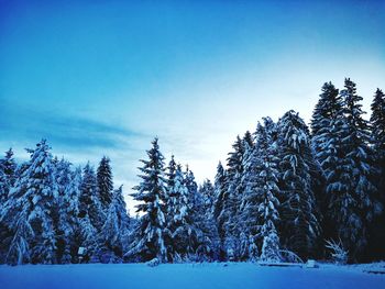 Snow covered trees against clear blue sky