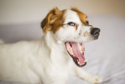 Close-up portrait of dog yawning