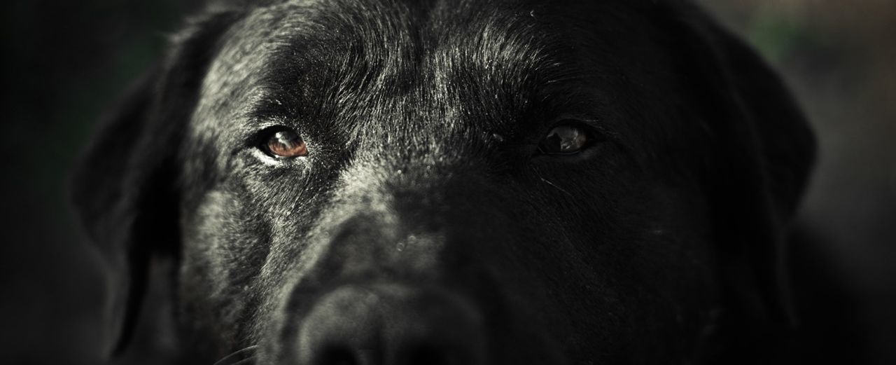 animal themes, one animal, dog, domestic animals, mammal, pets, animal head, close-up, focus on foreground, black color, portrait, looking at camera, selective focus, animal body part, no people, indoors, day, zoology, black