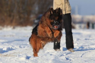 Low section of woman with dog on snow covered land