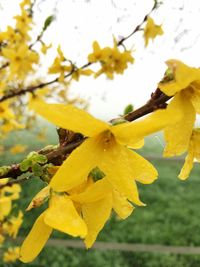 Close-up of yellow flowers on tree