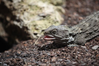 Close-up of a turtle on field
