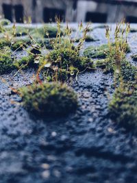 Close-up of plants