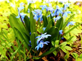 Close-up of purple flowering plant on field