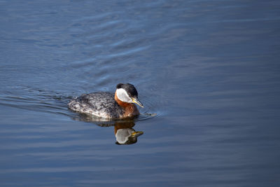 High angle view of grebe swimming in lake